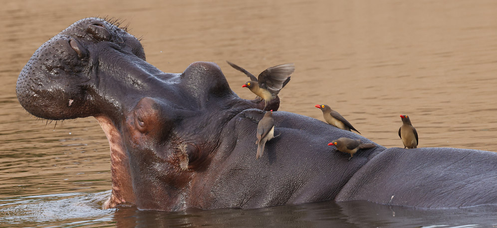 Red-billed Oxpeckers on hippo